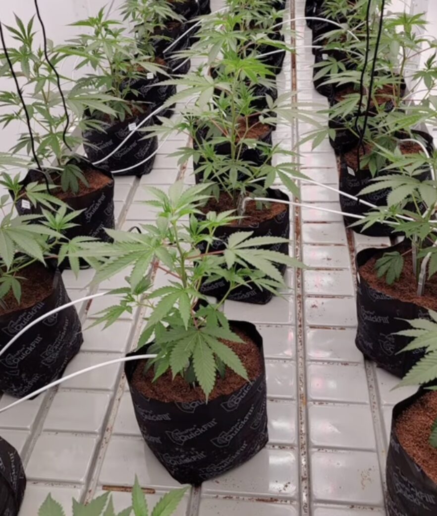 Cannabis